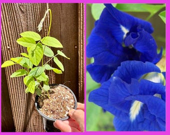 DOUBLE layers Blue Butterfly Pea Seedling. No GMO (4” pot)