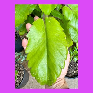 LEAVES 8-10 leaves / Miracle leaf / Leaf of life / Kalanchoe pinata / Bryophyllum pinnatum  / Non GMO