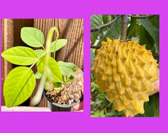Rare - Rollina SP seedling /Biriba (Annona mucosa) .  NON GMO