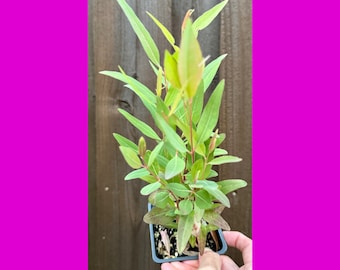 LIVE Eucalyptus camaldulensis  / Red River Gum Plant (4” pot).  3+ plants per pot.