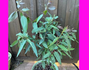 Mature Eucalyptus camaldulensis  / Red River Gum Plant  *****It is for Pick up ONLY***