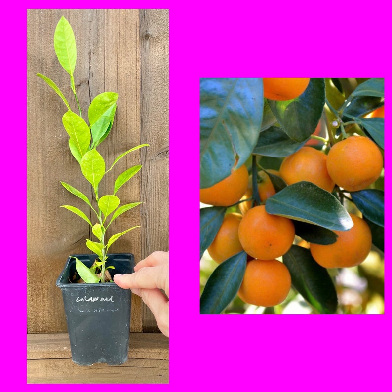 Calamondin PLANT / Calamansi / Philippine lemon / grow from seed / No GMO image 1