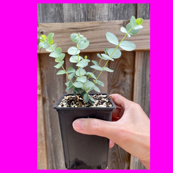 Live Eucalyptus Plant Etsy