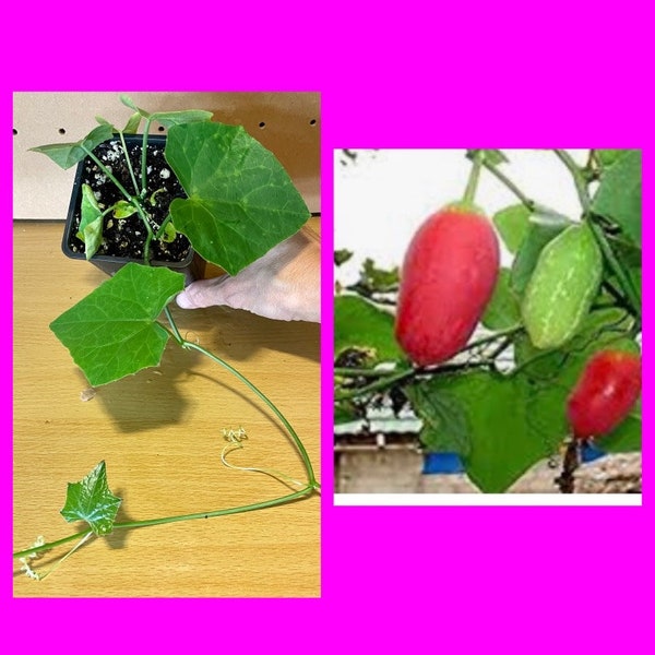 Rooted Tindora / Ivy Gourd / kovakkai / scarlet gourd /  / Coccinia grandis Seedling  (4” Pot).  Grown from SEEDS!!