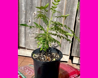 May include: A young curry leaf plant with vibrant green, pinnate leaves growing in a black plastic nursery pot. The soil surface is visible, containing dark potting mix with small white perlite particles, supporting the central woody stem.