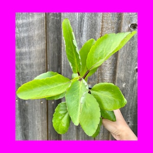 Rooted Miracle leaf / Leaf of life / Kalanchoe pinata / Bryophyllum pinnatum  / Non GMO