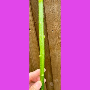 May include: A single, long, cylindrical plant cutting with a vibrant green, smooth surface. The stem features small, light-colored, raised bumps distributed along its length, with a clean, angled cut at the top end and a blunt base.