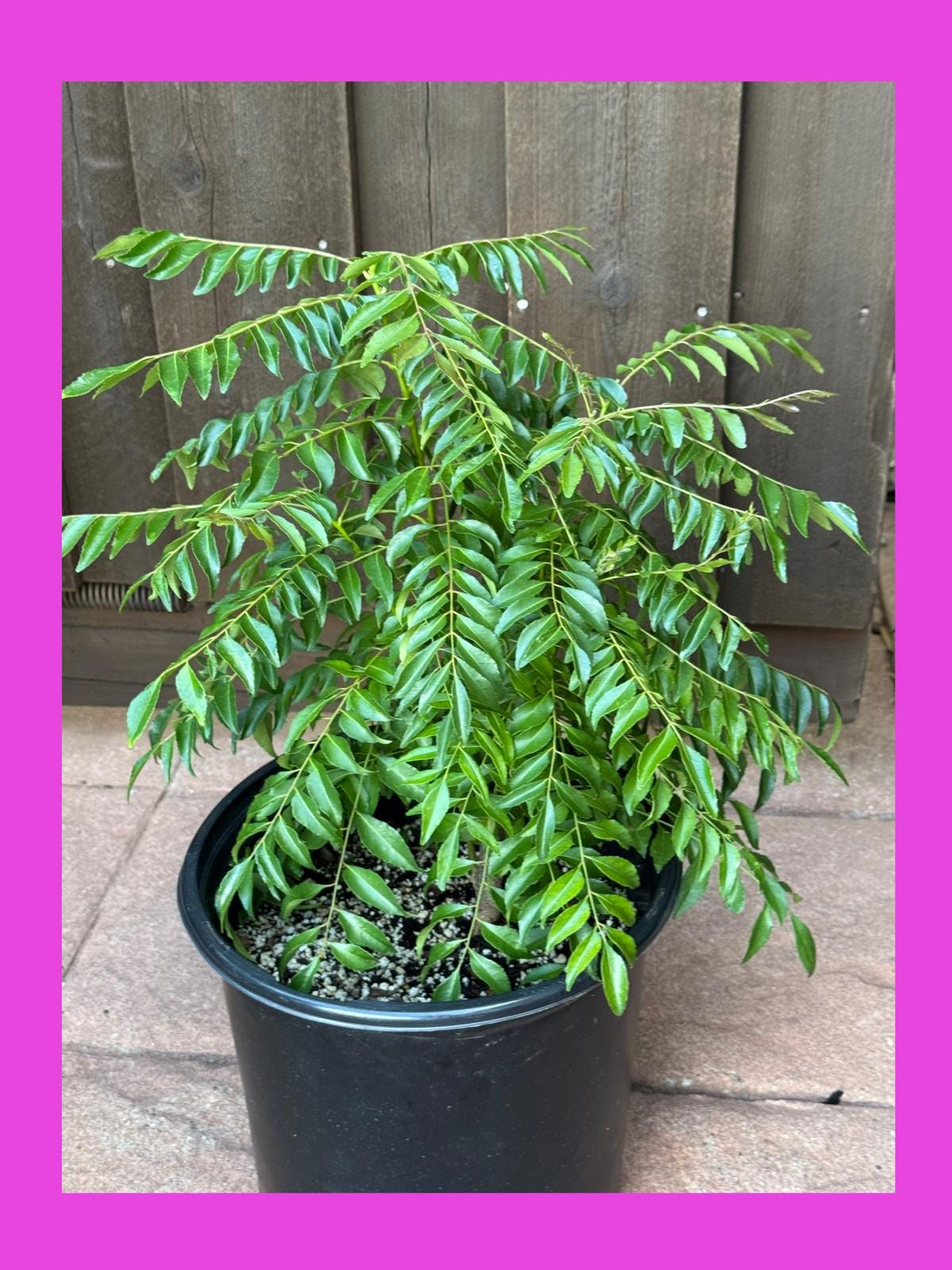 Gamthi Curry Leaf Seeds - Etsy