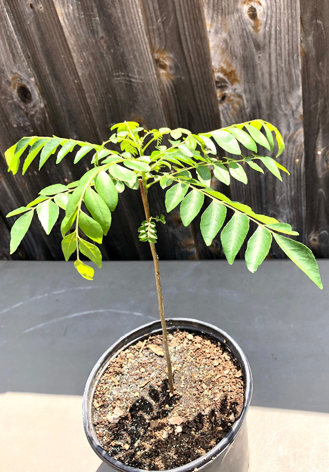 Indian Curry Leaf Plant LIVE Etsy
