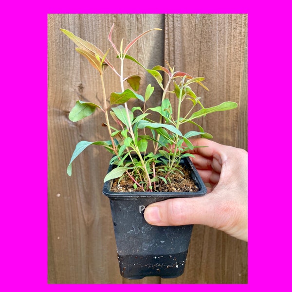 LIVE Eucalyptus camaldulensis  / Red River Gum Plant (4” pot).  3+ plants per pot.