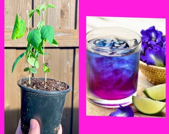 Thai DOUBLE layers Blue Butterfly Pea Seedling. No GMO (4”pot).