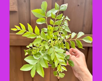 May include: A curry leaf plant with vibrant green, pinnate leaves arranged in a symmetrical, star-like pattern. The plant features multiple stems branching outward, showcasing small, pointed leaflets with smooth edges and a glossy texture.