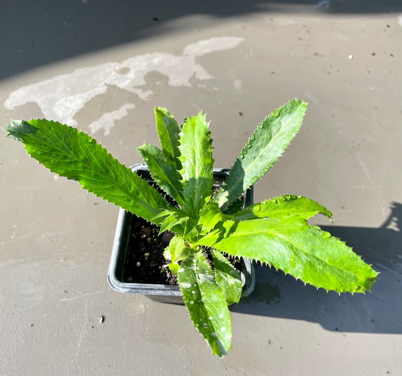 LIVE Culantro Mexican coriander / long coriander / sawtooth Etsy