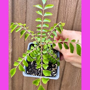 Gamthi Curry Leaf Seeds - Etsy