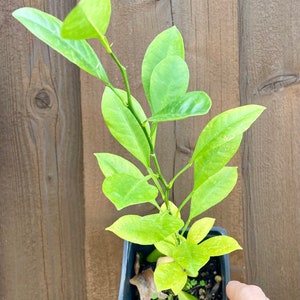 Calamondin PLANT / Calamansi / Philippine lemon / grow from seed / No GMO image 2