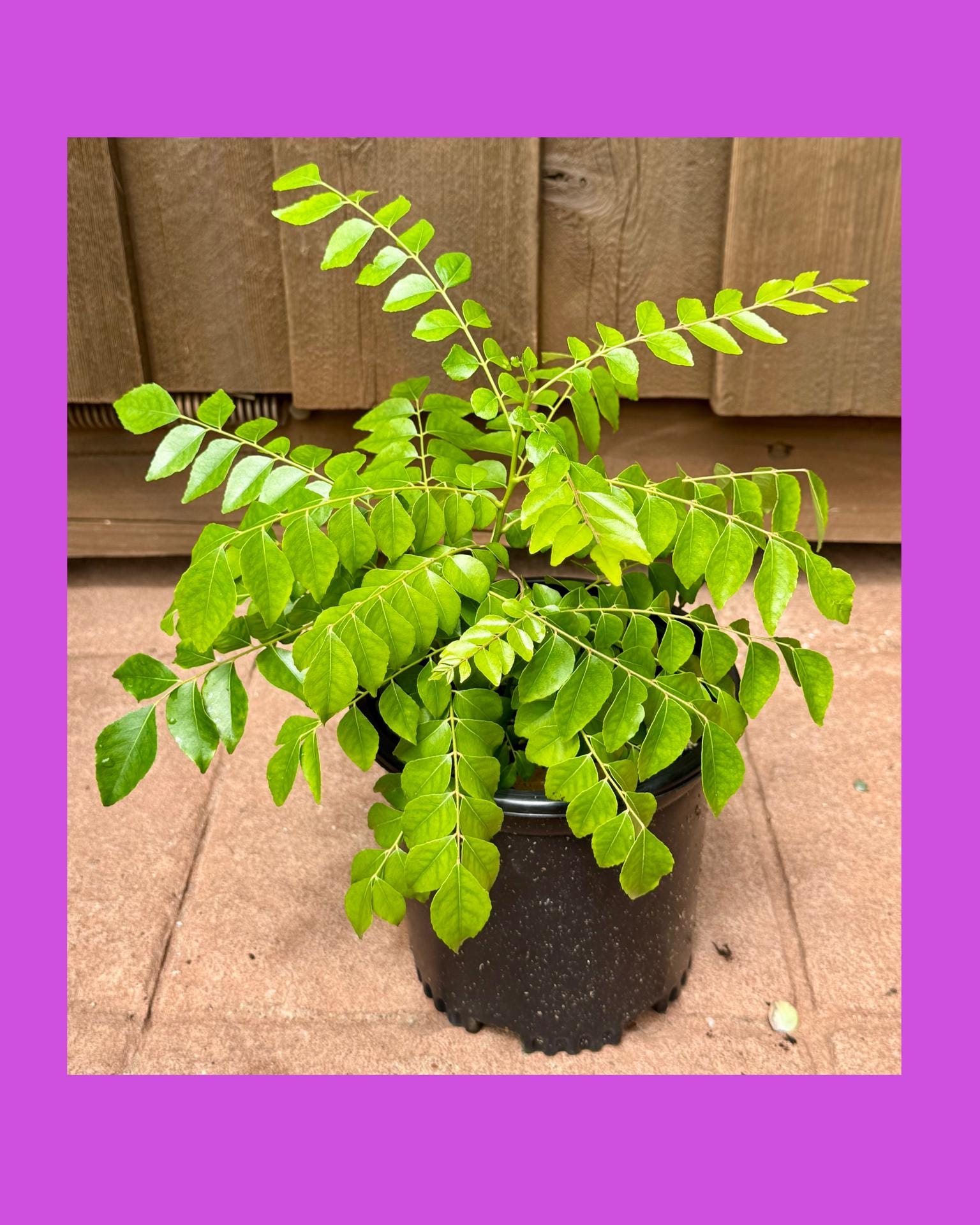 flio plante Philodendron 'florida' – Babylon Store