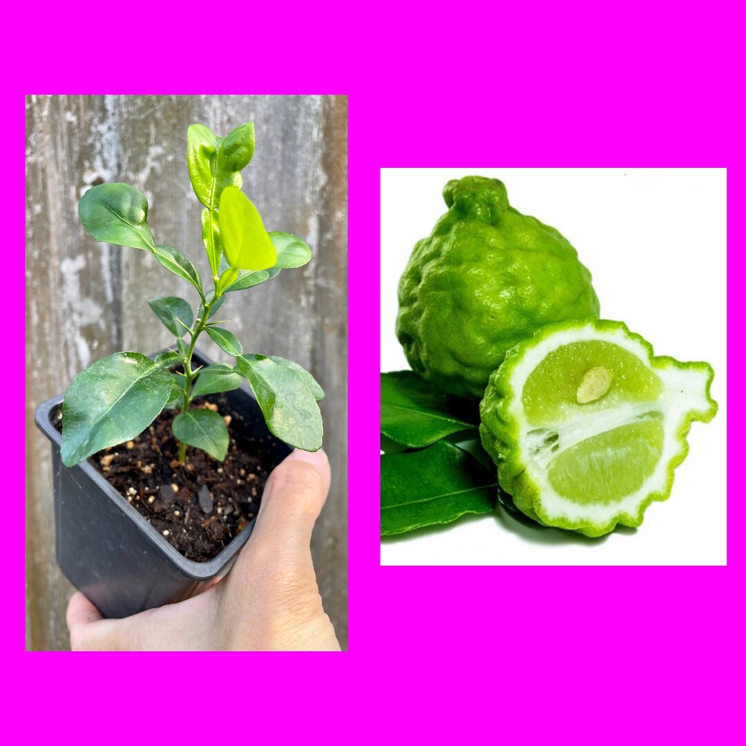 Kaffir Lime Plant / Makrut Grow From Seed / No GMO Etsy