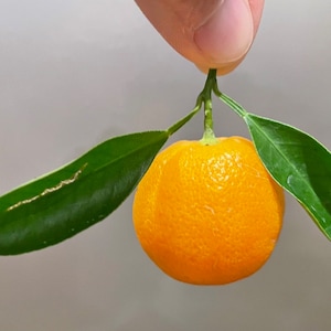 Calamondin PLANT / Calamansi / Philippine lemon / grow from seed / No GMO image 4