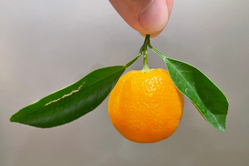 Calamondin PLANT / Calamansi / Philippine lemon / grow from seed / No GMO image 4