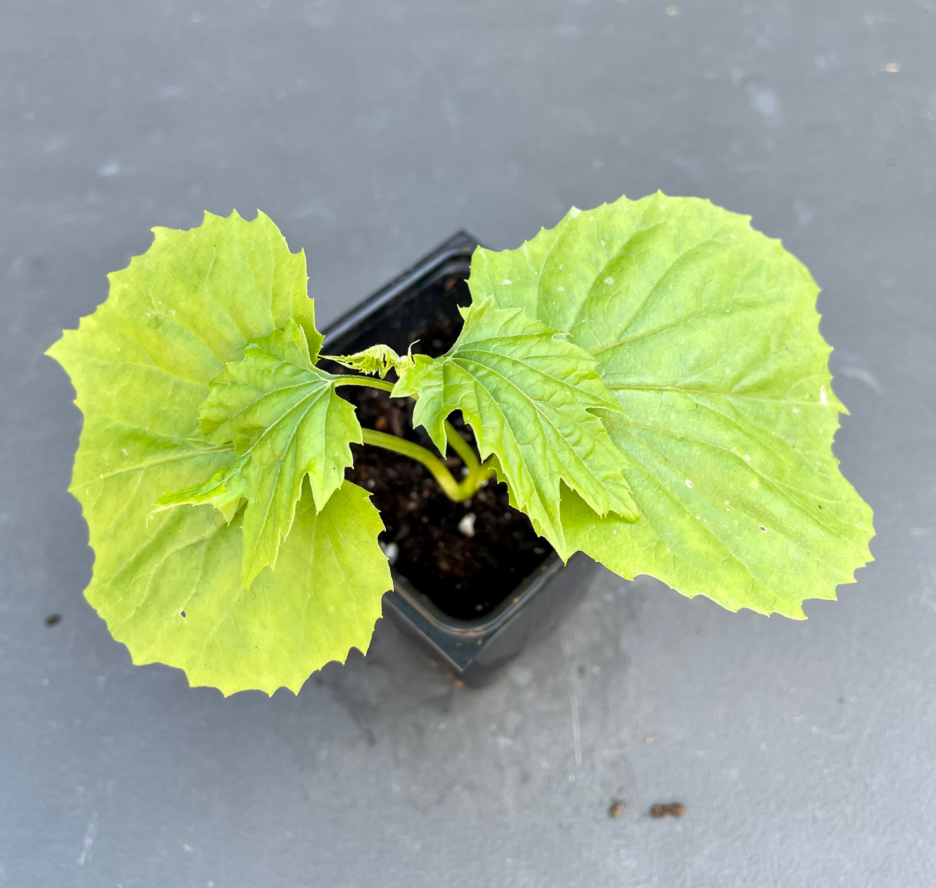 Álbumes 92+ Imagen Planta De Melon En Maceta Actualizar