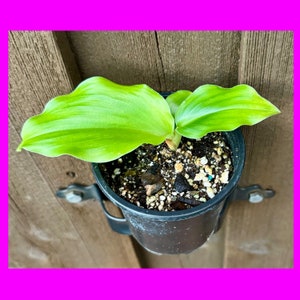 May include: A small green plant with large leaves growing in a black plastic pot. The pot is attached to a wooden wall with a metal bracket.