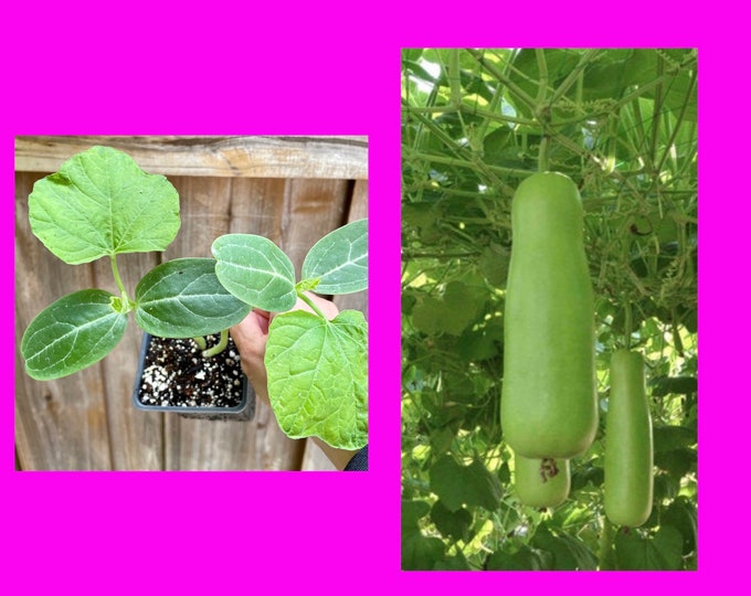 Live Indian Bottle Gourd / Lauki / Opo Squash / Marathi / Gujarati