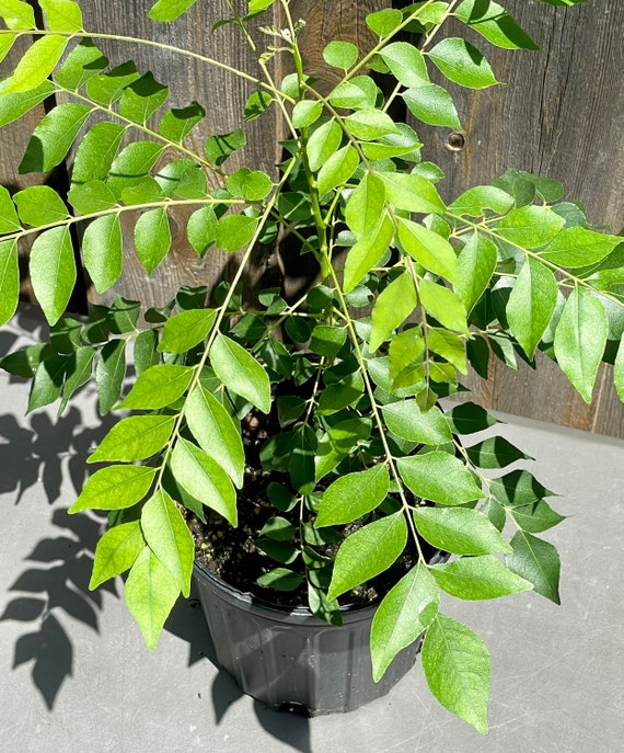 Indian Curry Leaf Plant LIVE Etsy