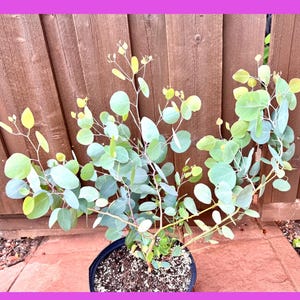 LIVE Mature Eucalyptus / RedBox / Silver-dollar gum / polyanthemos / Silver Drop.   Non GMO