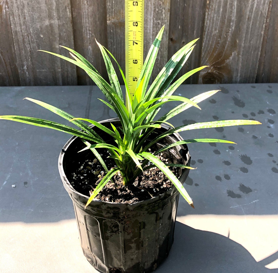 Pandan Live Plant Pandanus Amaryllifolius Etsy