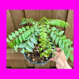MATURE  Indian curry Leaf Plant live / Non GMO / Curry Murraya Koenigii leaf plant / Sweet neem / Well rooted. Non GMO