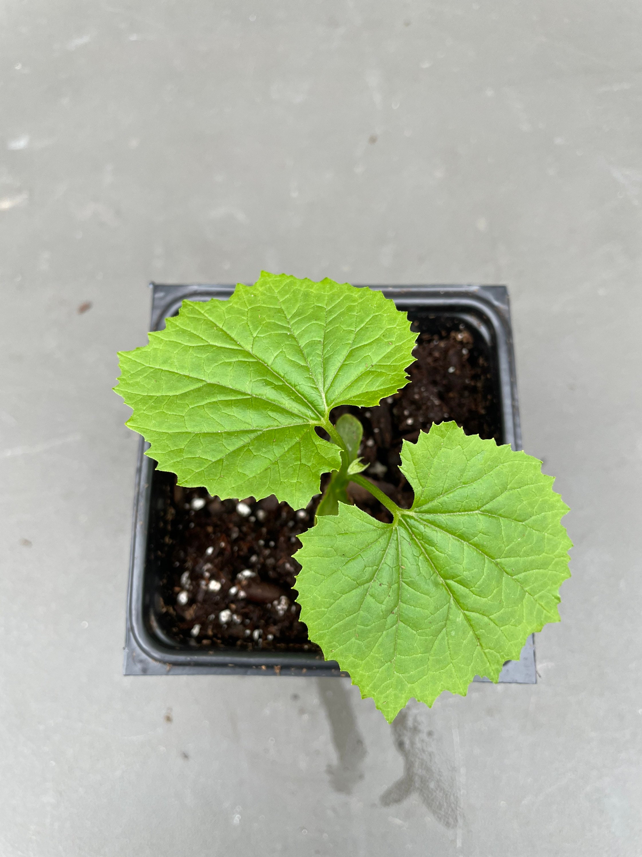 PLANTA DE MELÓN AMARGO VIVO Maceta de 4 Etsy