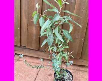 LIVE MIX Eucalyptus / Baby Blue / pulverulenta  Plant / Eucalyptus camaldulensis  / Red River Gum