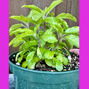 Limited Quantity - Krishna Tulsi/ Plant/Kaphrao / purple tulsi /Non GMO.  (10+) plants in a pot.