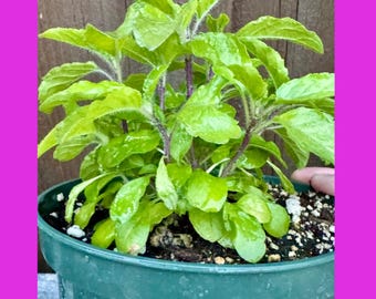 Limited Quantity - Krishna Tulsi/ Plant/Kaphrao / purple tulsi /Non GMO.  (8+) plants in a pot.