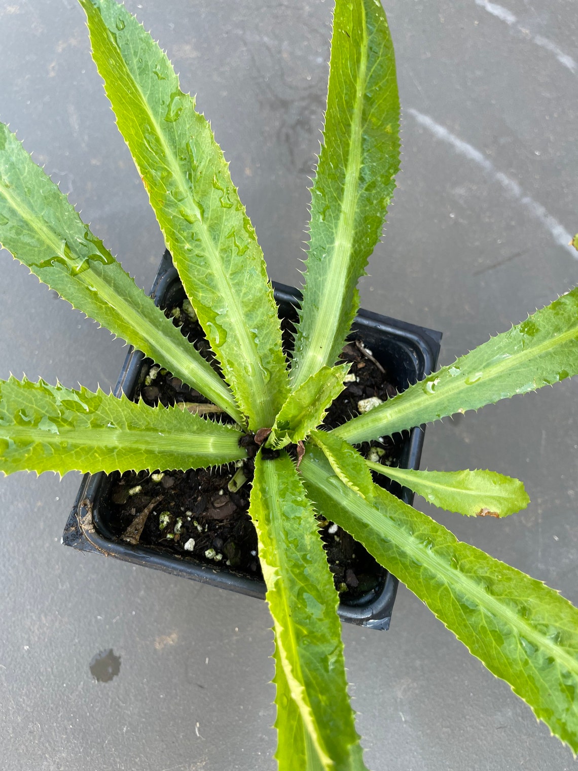 LIVE Culantro Mexican coriander / long coriander / sawtooth Etsy