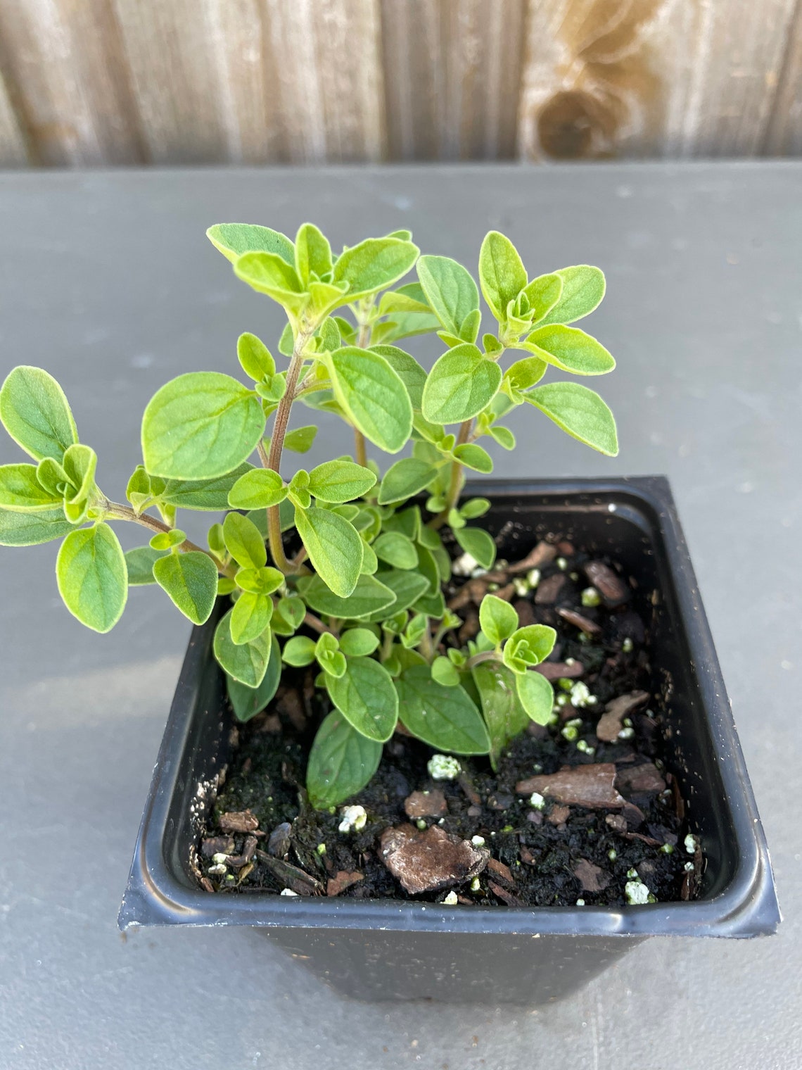 LIVE Sweet Marjoram Plant 4 Pot Etsy