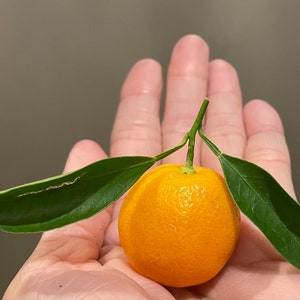 Calamondin PLANT / Calamansi / Philippine lemon / grow from seed / No GMO image 5