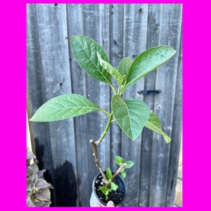 African Bitter Leaf Plant - Cây mật gấu – Vernonia amygdalina / Africa Bitter Leaf Plant.    Non GMO