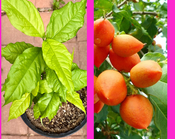 Peanut Butter plant / Bunchosia argentea / Non GMO / Well rooted.