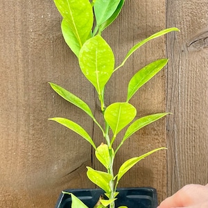 Calamondin PLANT / Calamansi / Philippine lemon / grow from seed / No GMO image 3