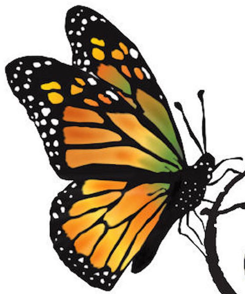 Op de afbeelding: Een grafische illustratie van een monarchvlinder met levendige oranje en gele vleugels, zwarte aders en zwart-witte stippen langs de randen. De vlinder is in profiel afgebeeld, zittend op een dunne, donkere, gebogen tak tegen een effen achtergrond.