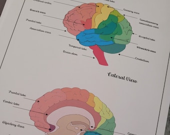 Anatomy and Functional areas of the Brain