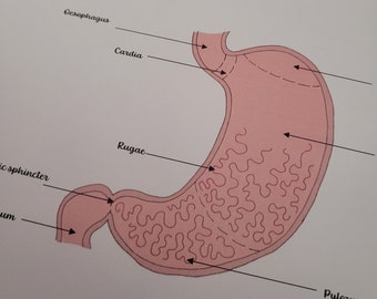 Anatomy of the Stomach