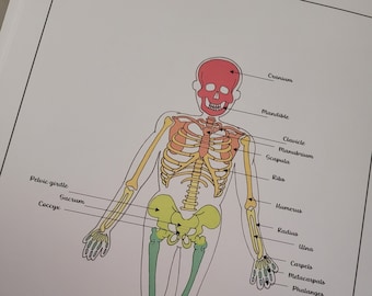 Bone Anatomy Poster | Colorful Skeletal System Art