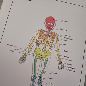 Bone anatomy