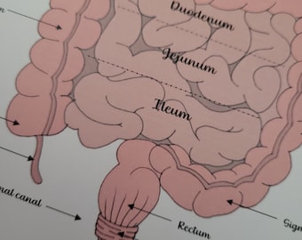 Anatomy of the Intestine