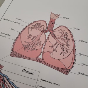 Può includere: Diagramma anatomico dei polmoni, etichettato con termini come "Carina", "Trachea" e "Alveoli". L'illustrazione presenta una combinazione di colori rosa e rosso, con rappresentazioni dettagliate dei componenti del sistema respiratorio. La parola "Lungs" è in alto.