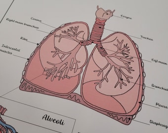 Anatomy of the lungs