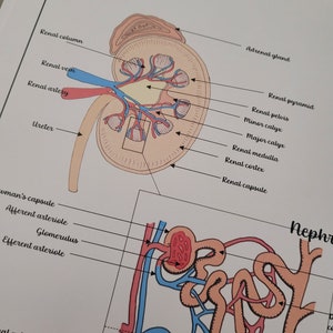 Può includere: Diagramma anatomico dettagliato di un rene, con etichette come "Arteria renale", "Vena renale" e "Uretere". L'illustrazione utilizza tonalità beige, rosse e blu, evidenziando i dettagli anatomici. Un secondo diagramma mostra un nefrone.