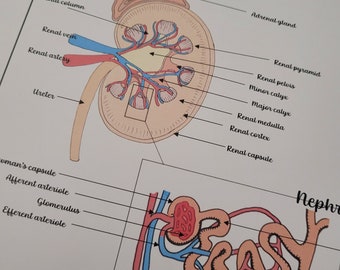 Anatomy of the Kidney and Nephron